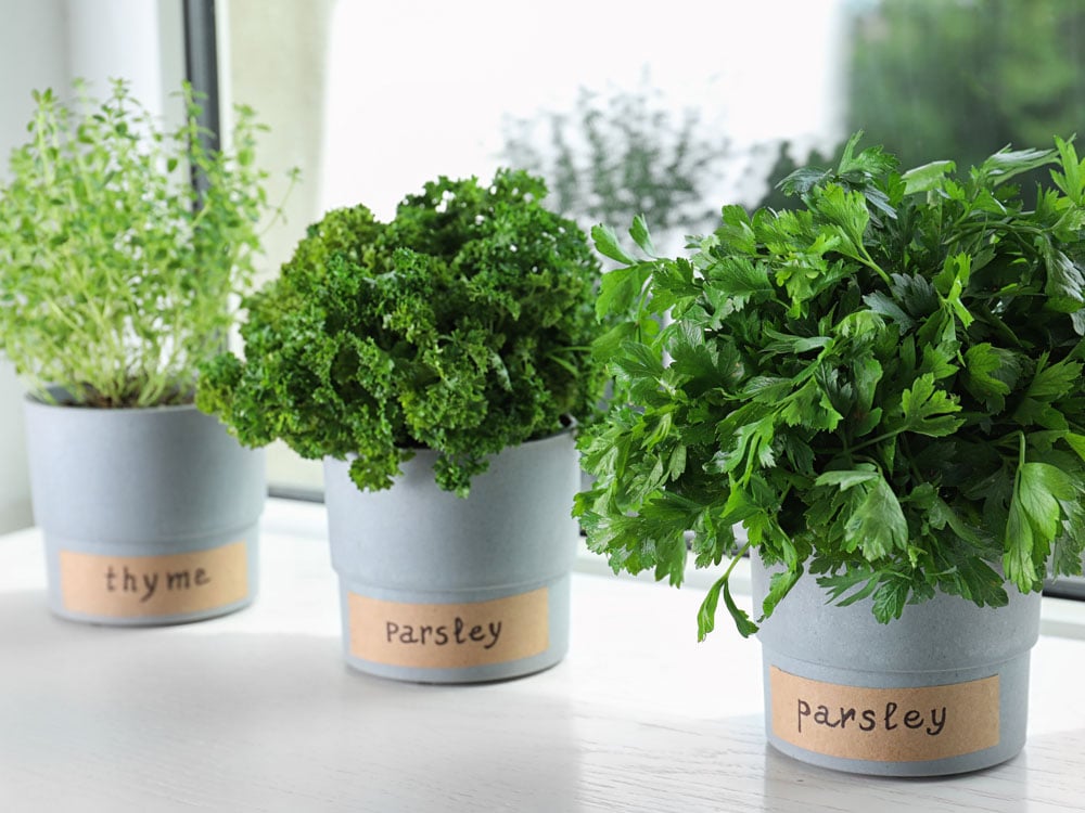 Give the gift of a eco-friendly herb garden.